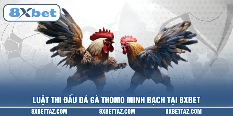 Luật thi đấu Đá gà Thomo minh bạch tại 8XBET